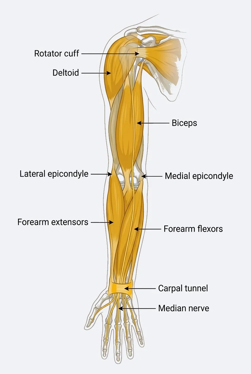 Anatomical diagram showing shoulder-to-hand muscular chain including rotator cuff, deltoid, biceps, forearm extensors and flexors, and carpal tunnel